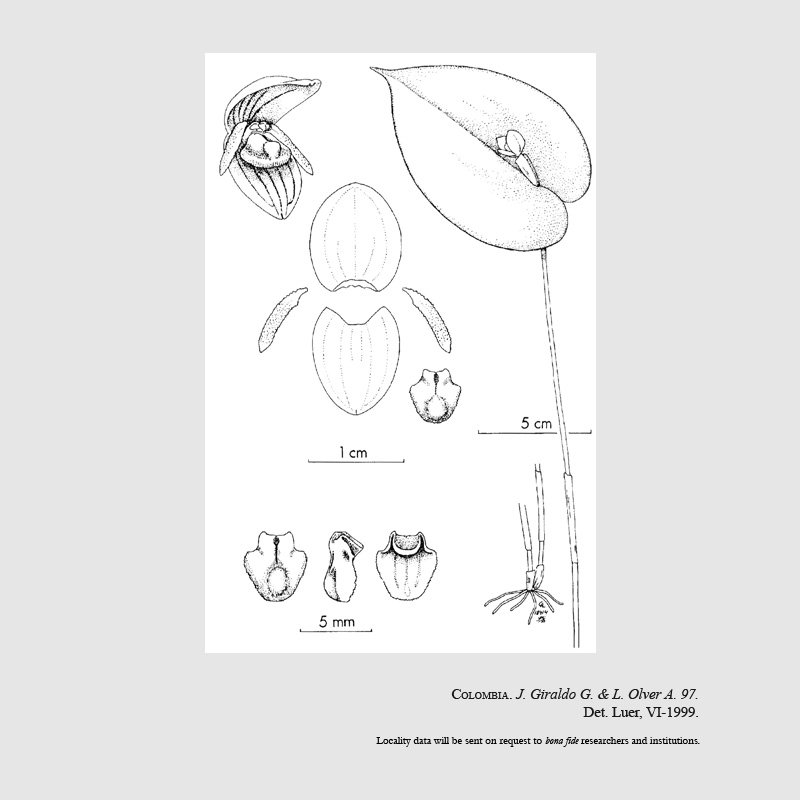 Pleurothallis giraldoi